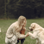 mini golden retriever