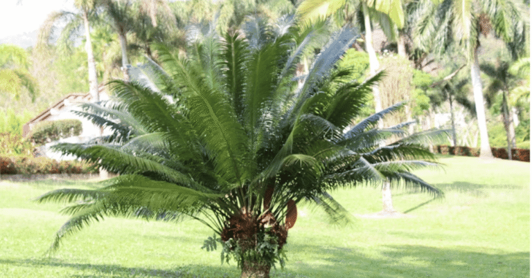 bangalow palm