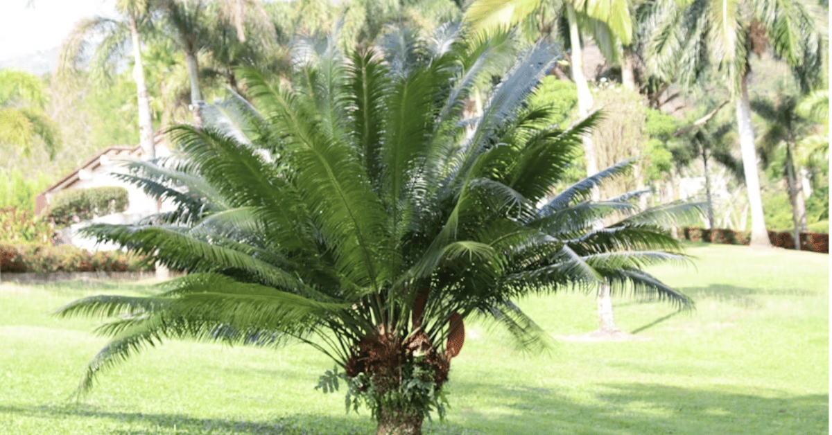 bangalow palm
