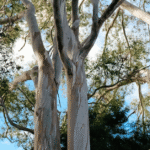 eucalyptus tree