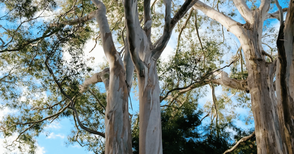 eucalyptus tree