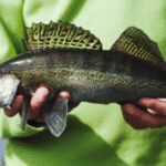 brookies trout