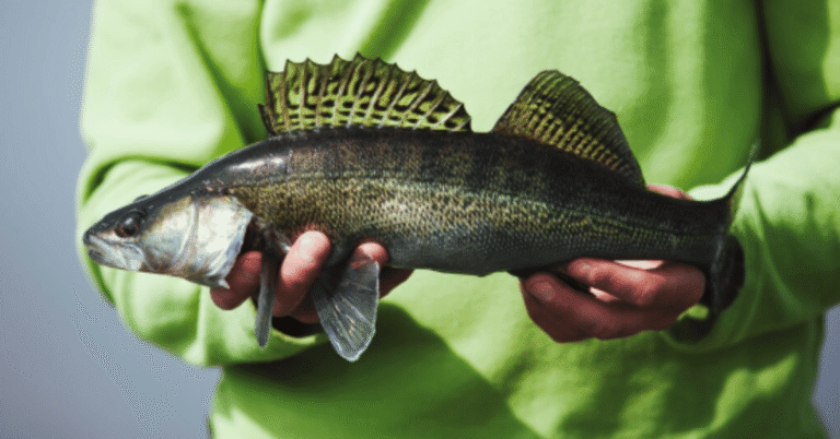 brookies trout