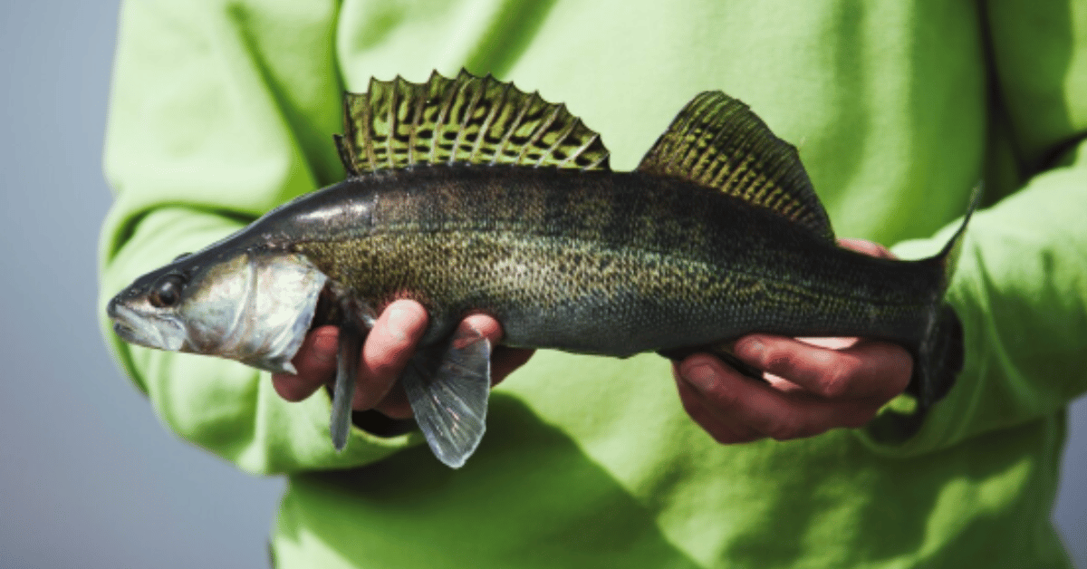brookies trout